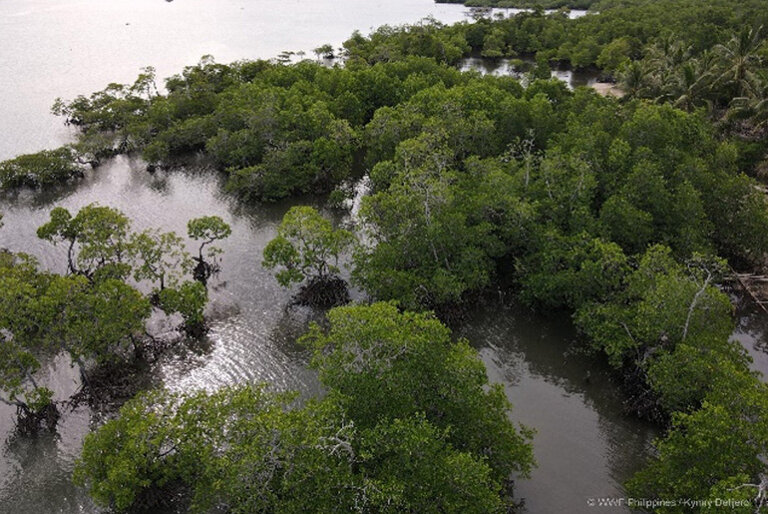Epson, WWF launch mangrove restoration project in Palawan