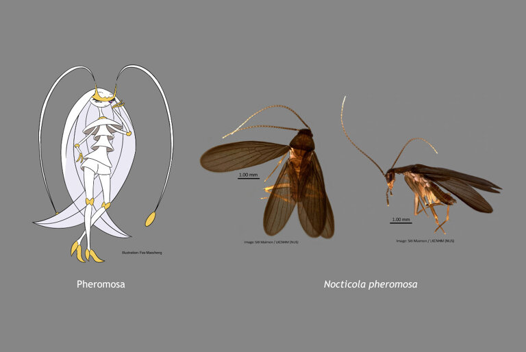 Meet Pheromosa: The new cockroach species named after a rare Pokemon